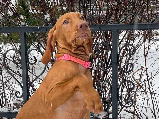 Magyar Vizsla Welpe zu verkaufen