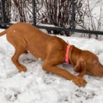 Perros Vizsla Húngaro en venta