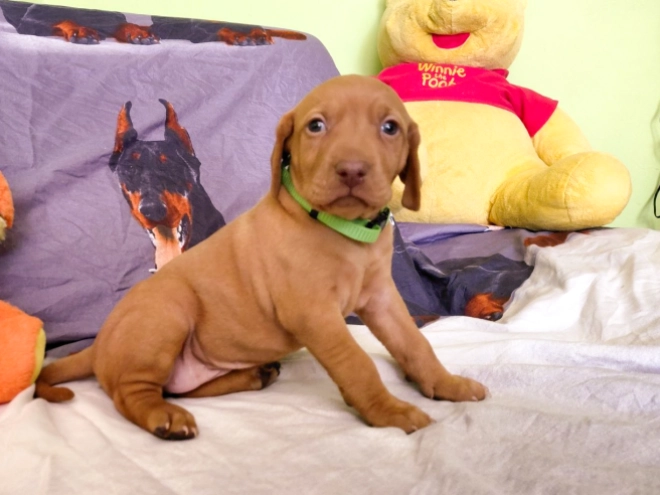 Hungarian Vizsla puppy for sale