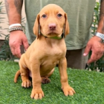 Tasha, pale yellow Magyar Vizsla Welpen kaufen