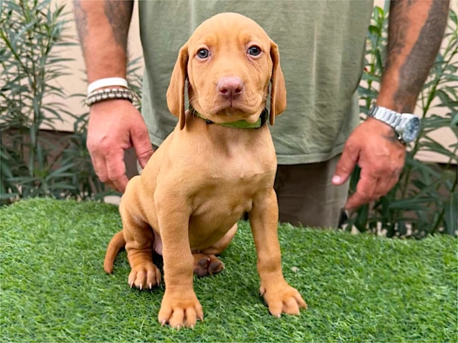 Hungarian Vizsla puppy for sale