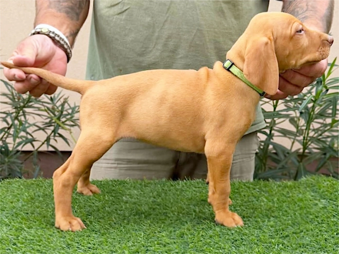 Hungarian Vizsla puppy for sale