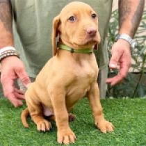 Tasha, pale yellow Hungarian Vizsla for sale