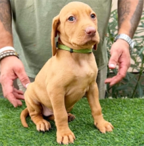 Hungarian Vizsla puppy for sale