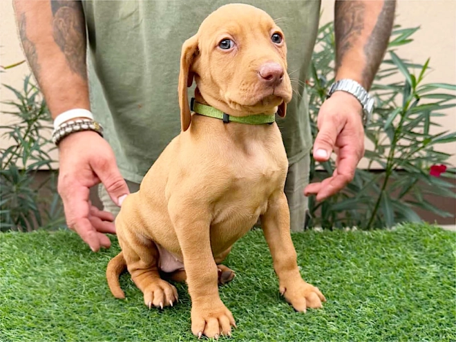 Hungarian Vizsla puppy for sale