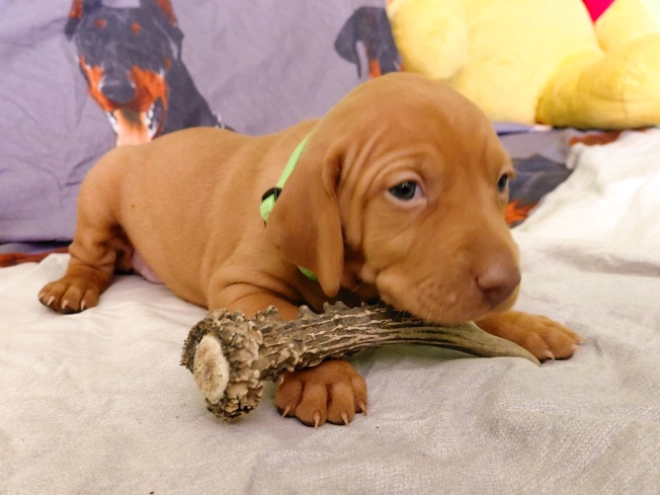 Hungarian Vizsla puppy for sale