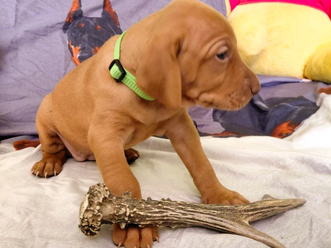 Hungarian Vizsla puppy for sale
