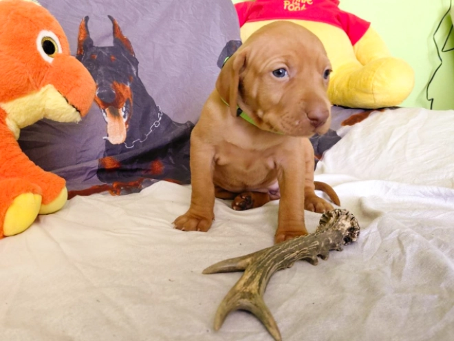 Hungarian Vizsla puppy for sale