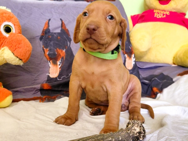 Hungarian Vizsla puppy for sale