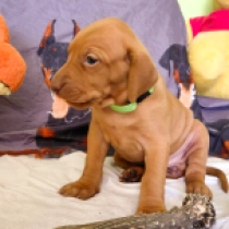 Tasha, pale yellow Vizsla Húngaro en venta