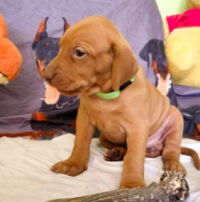 Hungarian Vizsla puppy for sale