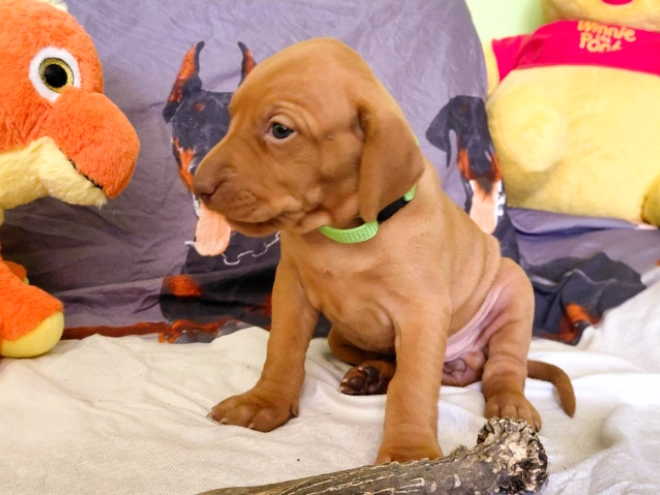 Hungarian Vizsla puppy for sale