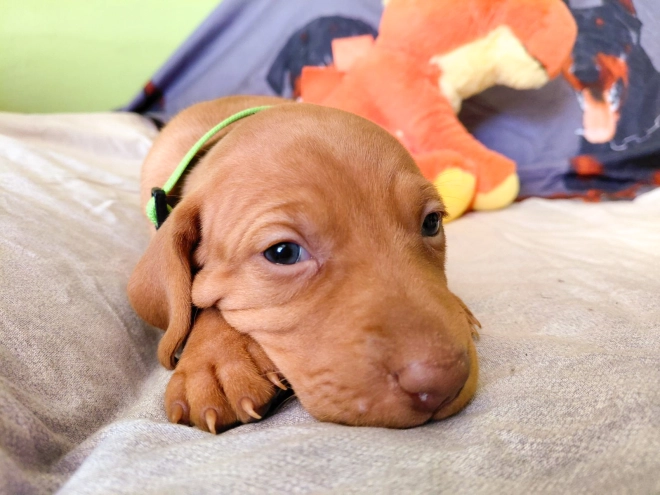 Hungarian Vizsla puppy for sale