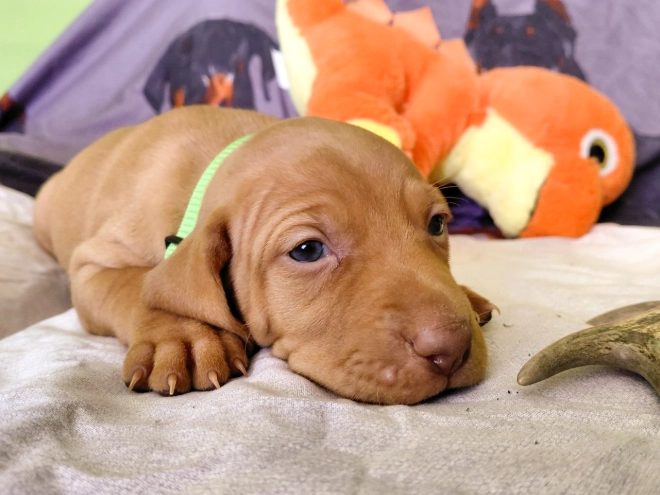 Hungarian Vizsla puppy for sale