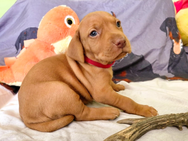 Hungarian Vizsla puppy for sale