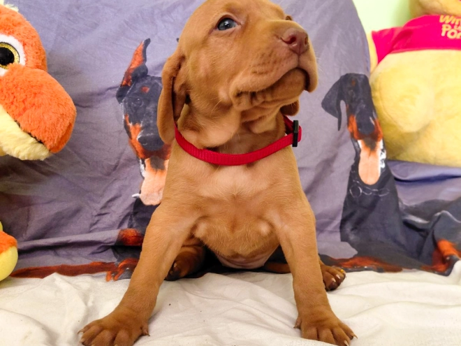 Hungarian Vizsla puppy for sale