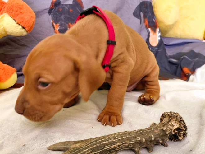Hungarian Vizsla puppy for sale