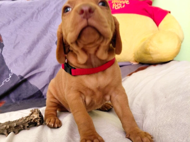 Hungarian Vizsla puppy for sale