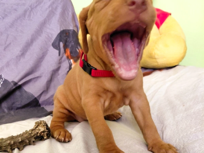 Hungarian Vizsla puppy for sale