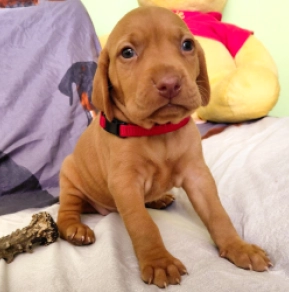 Hungarian Vizsla puppy for sale