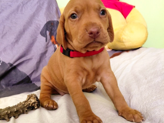 Hungarian Vizsla puppy for sale