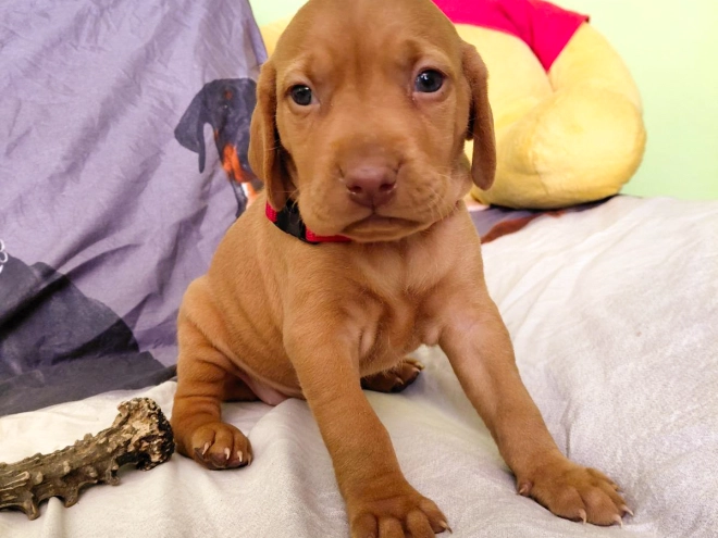 Hungarian Vizsla puppy for sale