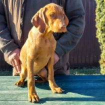 Speeler, pale yellow Hungarian Vizsla for sale