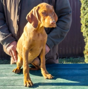 Hungarian Vizsla puppy for sale