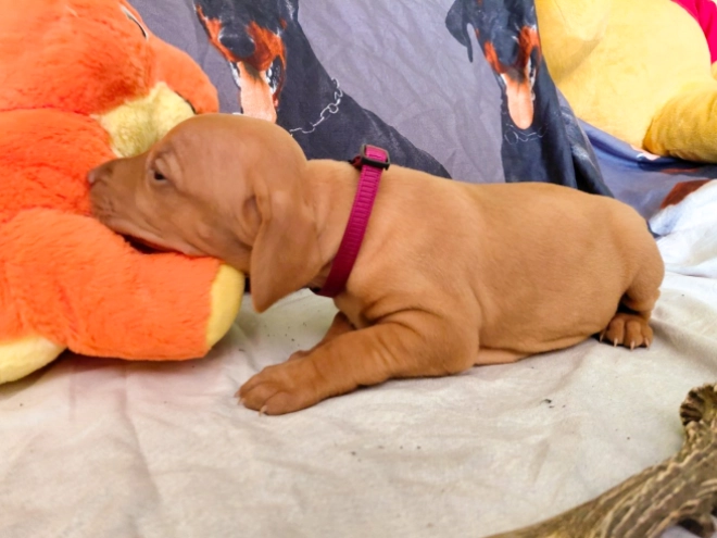 Hungarian Vizsla puppy for sale