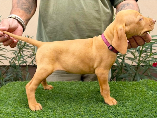 Hungarian Vizsla puppy for sale