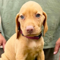 Maria, pale yellow Magyar Vizsla Welpen kaufen