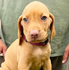 Magyar Vizsla Welpe kaufen