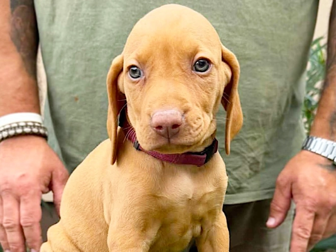 Hungarian Vizsla puppy for sale