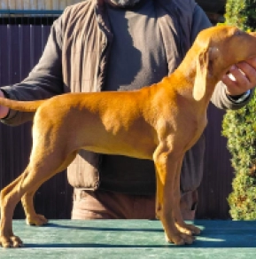 Hungarian Vizsla puppy for sale