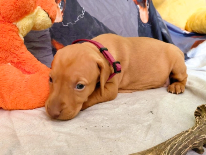 Hungarian Vizsla puppy for sale