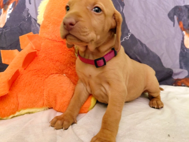 Hungarian Vizsla puppy for sale
