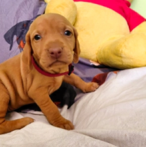 Hungarian Vizsla puppy for sale