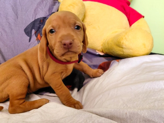 Hungarian Vizsla puppy for sale