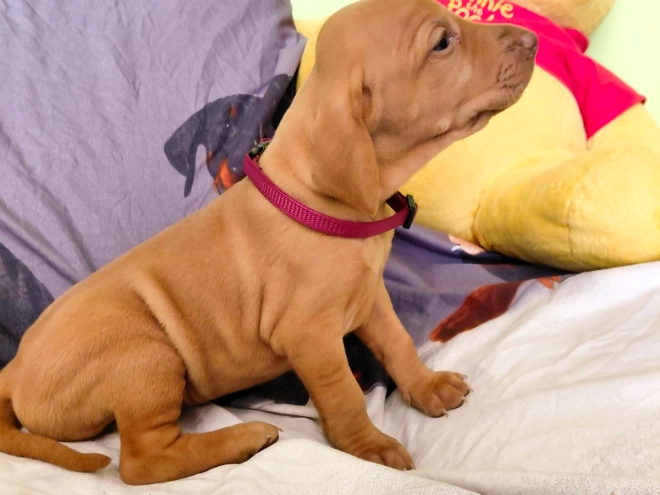 Hungarian Vizsla puppy for sale