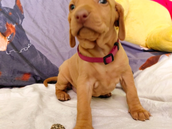 Hungarian Vizsla puppy for sale