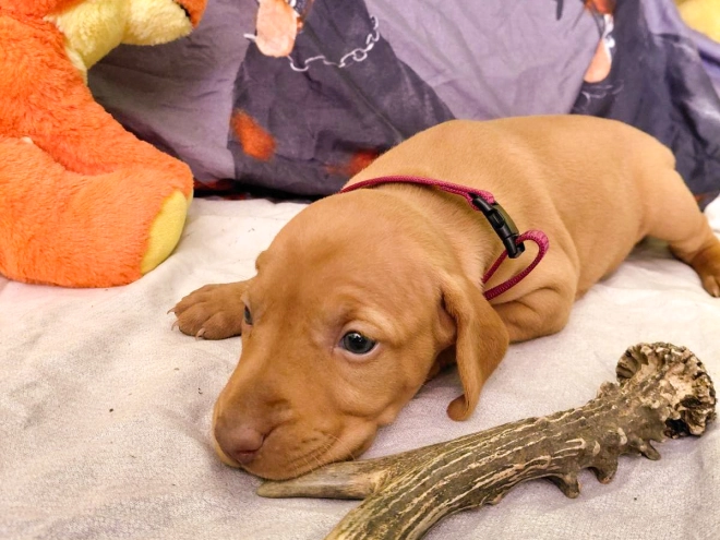 Hungarian Vizsla puppy for sale