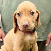 Maria, pale yellow Hungarian Vizsla for sale