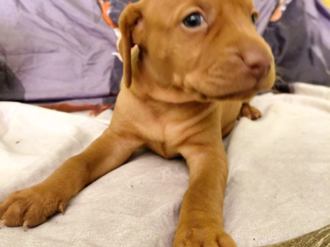 Hungarian Vizsla puppy for sale