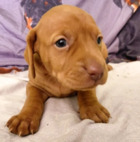 Hungarian Vizsla puppy for sale