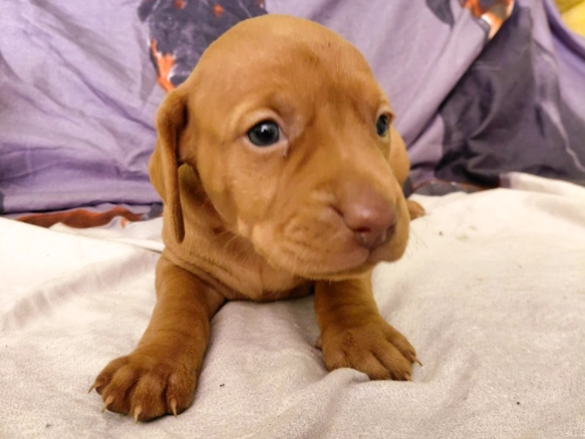 Hungarian Vizsla puppy for sale