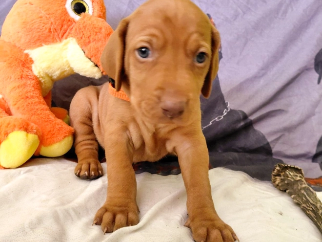 Hungarian Vizsla puppy for sale