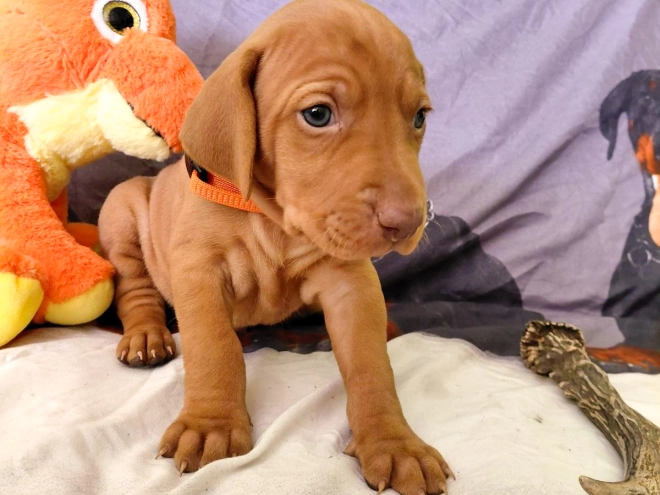 Hungarian Vizsla puppy for sale