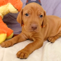 Grimace, pale yellow Hungarian Vizsla for sale