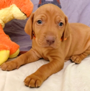Hungarian Vizsla puppy for sale