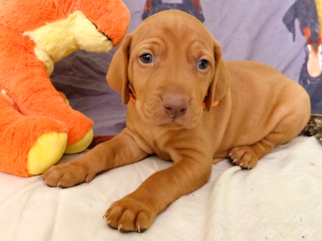 Hungarian Vizsla puppy for sale